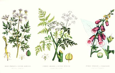 Plantas venenosas comunes, c.1890 de English School